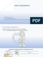 Mechanism of Action of Epinephrine