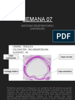 Histología - Semana 07