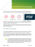 Estres Oxidativo y El Papel El Ciclo Del Glutation