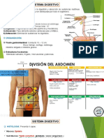 Digestivo, Respiratorio, Cardiovascular, Linfatico