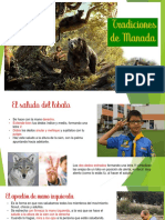 Tradiciones de Manada