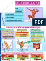 12.miología-Clasificación de Los Músculos-2do Año