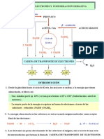 4 Transporte de Electrones