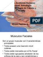 Clase Miologia Facial