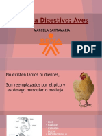 Sistema Digestivo en Aves