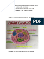 Taller #1 Patologia