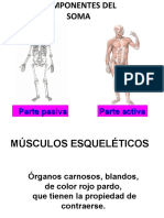 Resumen Todo Musculos