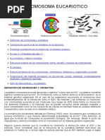 04-El Cromosoma Eucariótico