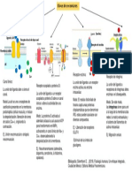 Tipos de Receptores Mapa