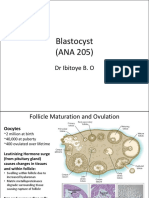 Blastocyst ANA 205