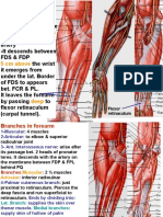 It Enter Between Separates: Flexor Retinaculum