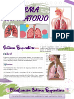 Anatomia Sistema Respiratorio