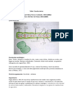 Taller Cianobacterias