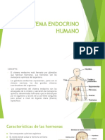 Sistema Endocrino Humano