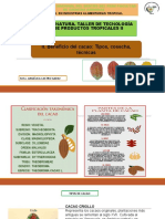 Clase .2 Cosecha y Tecnicas de Cosecha Del Cacao