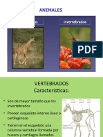 Animales Vertebrados e Invertebrados