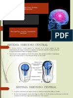 1.2. Sistema Nervioso Central