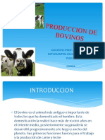 Diaspositivas Bovino