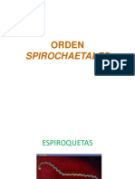 Espiroquetas PPT