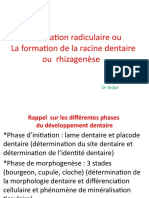 L'édification Radiculaire