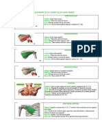 Origem Inserção e Inervação Dos MMSS