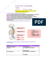 Taller Anatomia Tigre