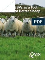 Using Ebvs As A Tool To Breed Better Sheep