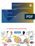 Funciones Del Cerebro