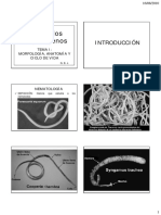 Nematodo T1 Morfología, Anatomia y Ciclo de Vida V 1