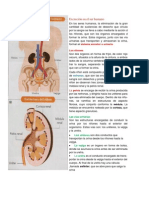Excreción en El Ser Humano