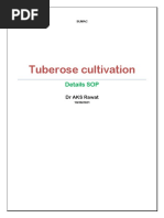 Tuberose Nursary Cultivation