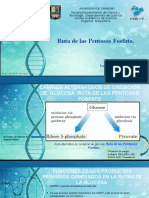 Ruta de Las Pentosas Fosfato Seminario Jhonder Veloz