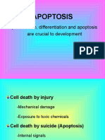 Apoptosis: Proliferation, Differentiation and Apoptosis Are Crucial To Development