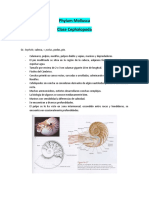 Phylum Mollusca