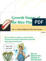 2 Growth Stages of The Rice Plant