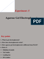 Experiment:5: Agarose Gel Electrophoresis