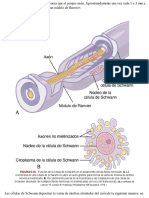 FIGURA 5-16: (A, Modificado de Leeson TS, Leeson R: Histology. Philadelphia: WB Saunders, 1979.)