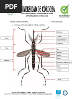 Taller 1 Larvas y Adultos Mosquitos Tax