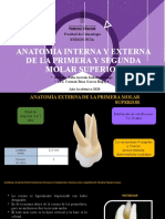 Anatomía Del Primer y Segundo Molar Superior