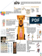 Infografía Sistema Respiratorio