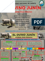 El Ovino Junín Primera Raza Peruana