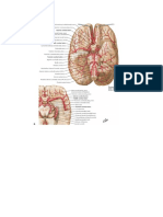 2carotid Artery