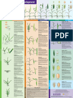 Feekes Scale of Wheat Development