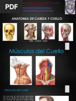 Musculos Cuello (Examen)