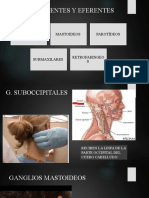 Ramos Aferentes y Eferentes de Éstos Ganglios