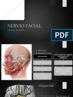 Nervio Facial