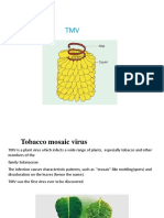 Multiplication of TMV