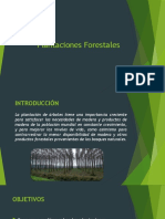 Plantaciones Forestales Brasil