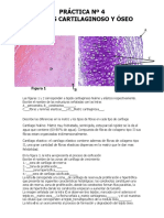 Práctica 4. Tejidos Cartilaginoso y Óseo. Eje