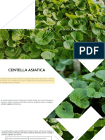 Centella Asiatica